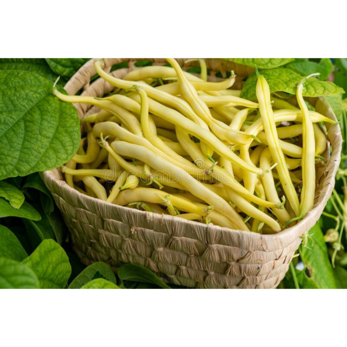 Seminte Fasole Urcatoare Kentucky Wonder Wax 70g Prima Sementi - Fasole Galbena Fideluta [2]