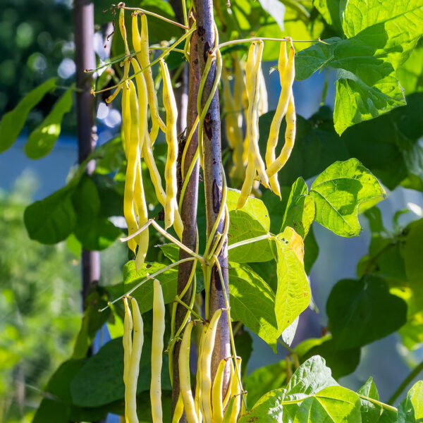 Seminte Fasole Urcatoare Kentucky Wonder Wax 70g Prima Sementi - Fasole Galbena Fideluta [3]