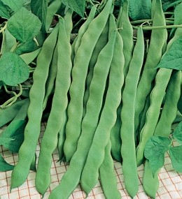 Seminte Fasole Urcatoare Marconi 10g Agrosem - Fasole Lata Verde Fara Ate [3]