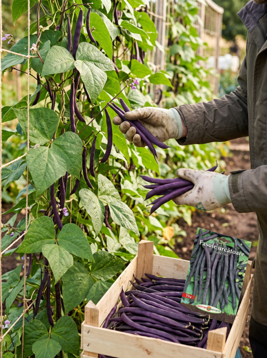 Seminte Fasole Urcatoare Violetto 70g - Soi Violet Productiv [2]