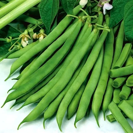 Seminte Fasole Verde Oloaga Bolero 100g - Soi Timpuriu Foarte Productiv fara Ate [3]