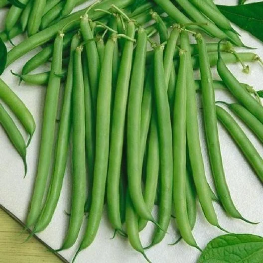 Seminte Fasole Verde Oloaga Slenderette 100g - Soi Premium Fara Ate si Pastai Fine Gourmet [2]