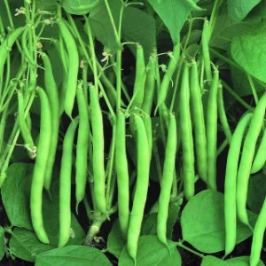 Seminte Fasole Verde Oloaga Slenderette 100g - Soi Premium Fara Ate si Pastai Fine Gourmet [3]