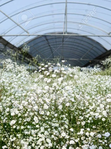 Seminte Floarea Miresei Alb, Plic 0.5g, Flori Delicate pentru Buchete, Kertimag [4]