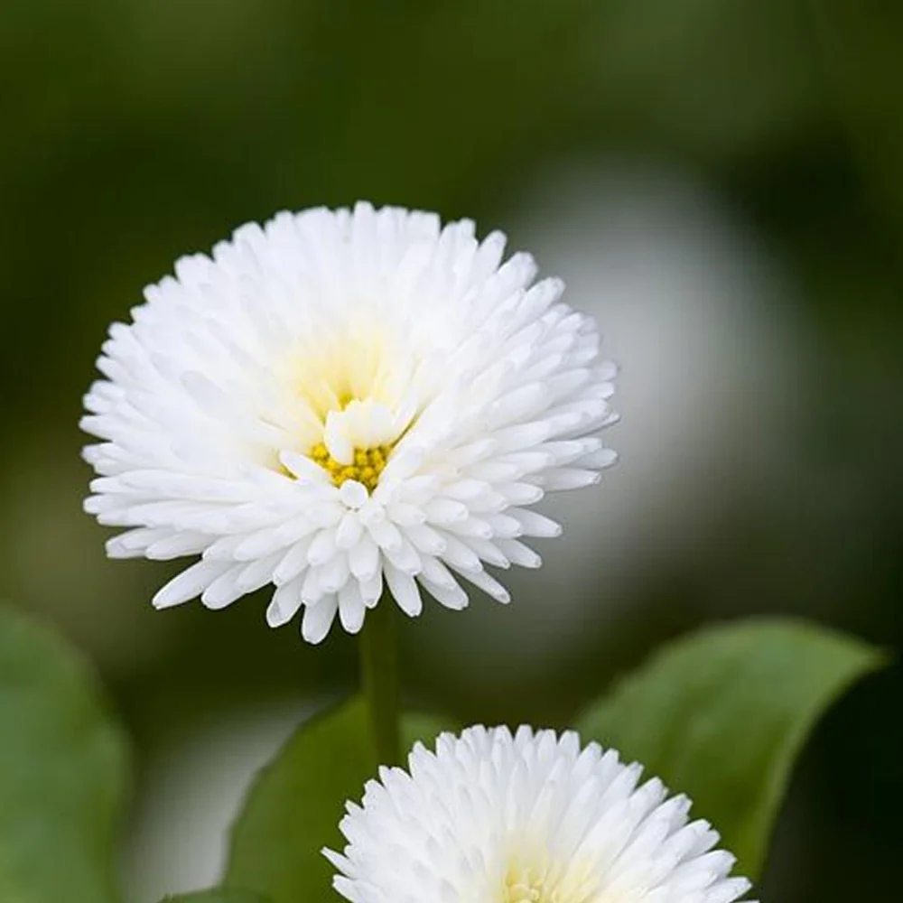 Seminte Flori Banutei Albi 0.2g Kertimag - Bellis Perennis pentru Gradini de Primavara [4]