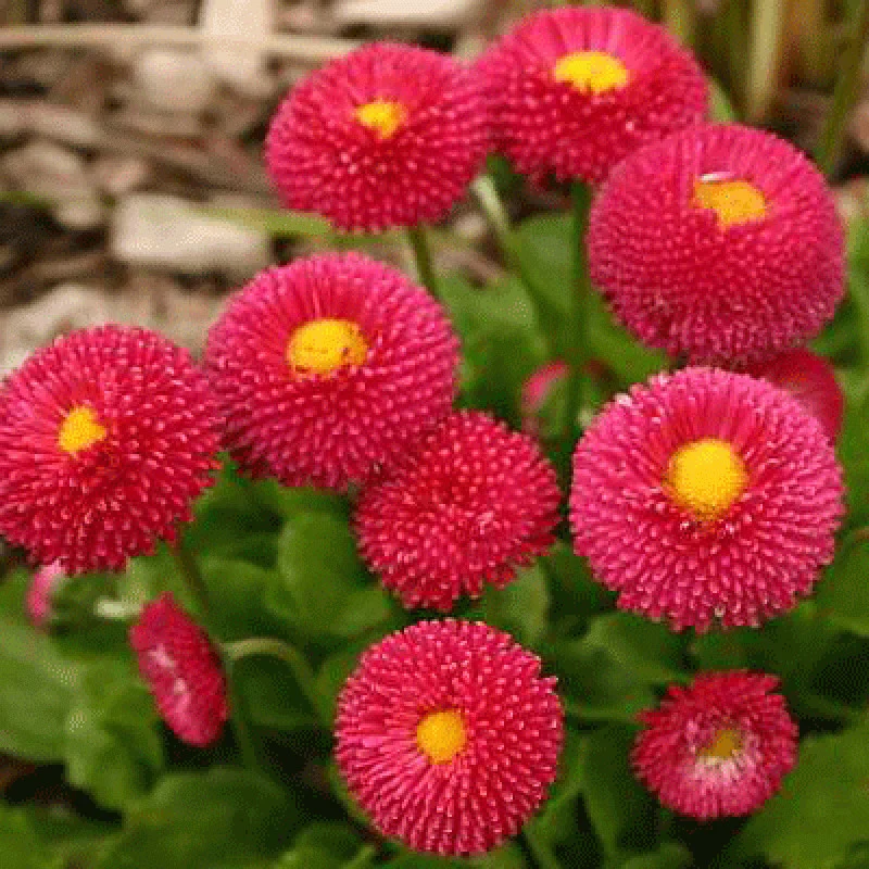 Seminte Flori Banutei Rosii 0.2g Kertimag - Bellis Perennis pentru Borduri si Rondouri [3]