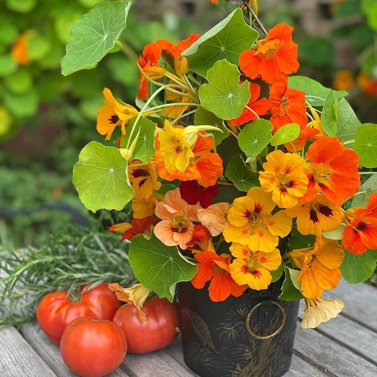 Seminte Flori Coltunasi Amestec de Culori 3g Kertimag - Tropaeolum Majus Tarator si Comestibil [3]