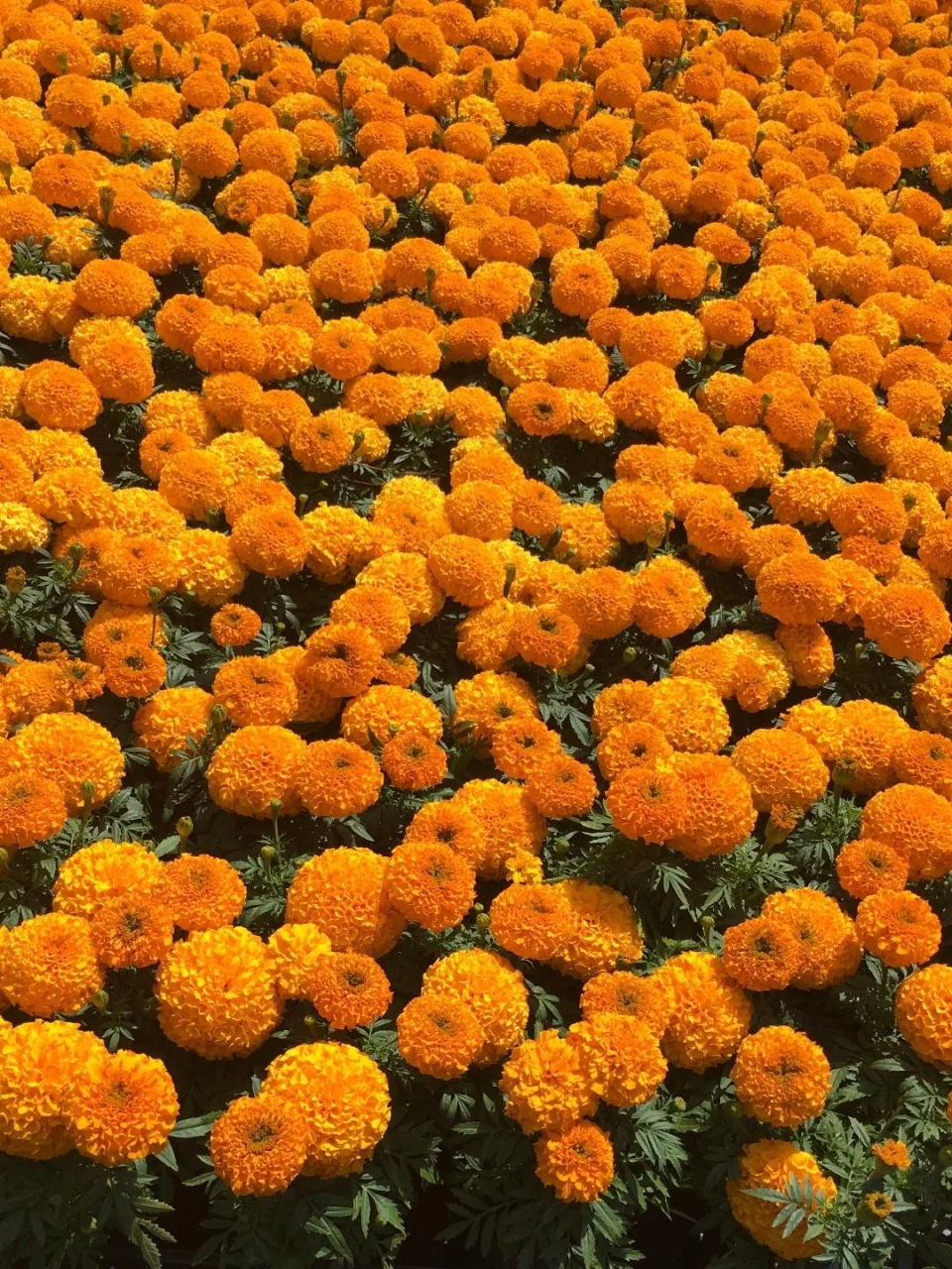 Seminte Flori Craite Pitice Portocalii 1g Kertimag - Flori Rezistente si Culoare Intensa [3]