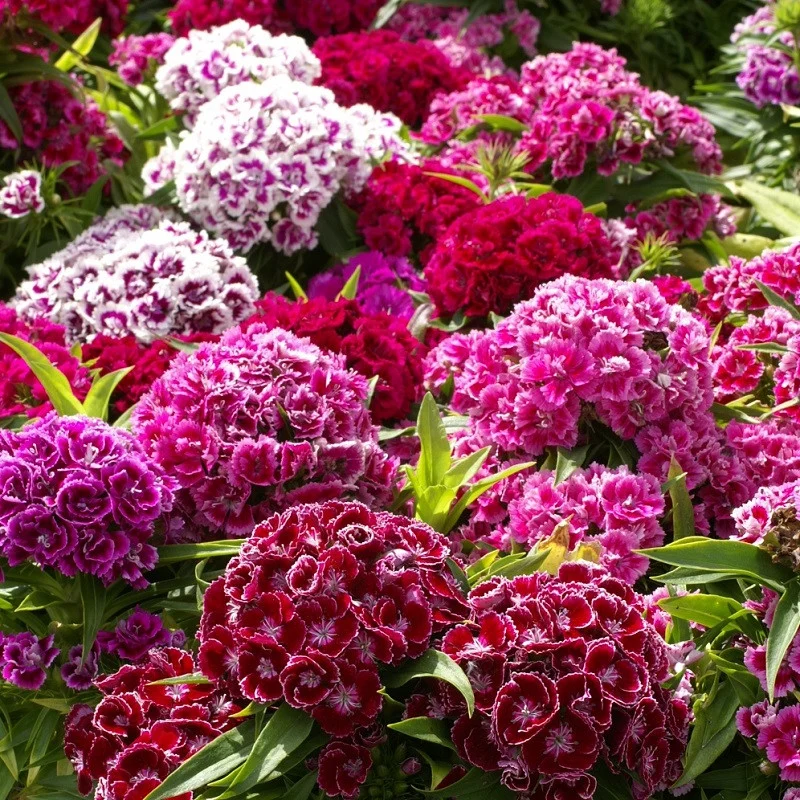 Seminte Flori Garoafa Turceasca Kertimag 0.25g, Planta Bienala Parfumata Multicolora de Gradina [2]