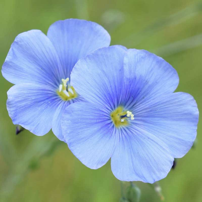 Seminte Flori In Decorativ Albastru Kertimag 1g, Planta Rustica Perena pentru Gradini si Masive Florale [3]