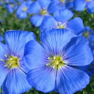 Seminte Flori In Decorativ Albastru Kertimag 1g, Planta Rustica Perena pentru Gradini si Masive Florale [2]