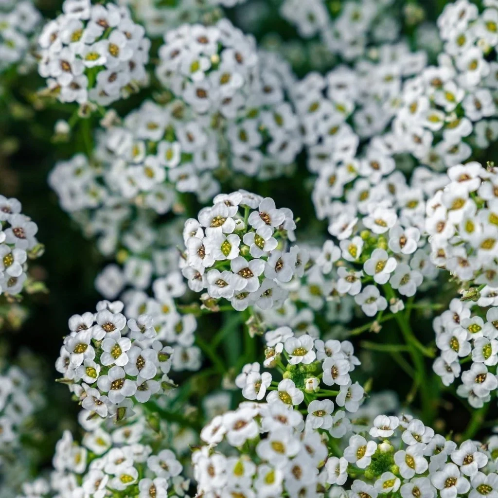Seminte Flori Lobularia Maritima Alb 1g Kertimag - Alyssum Parfum de Miere [4]