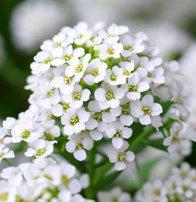 Seminte Flori Lobularia Maritima Alb 1g Kertimag - Alyssum Parfum de Miere [3]