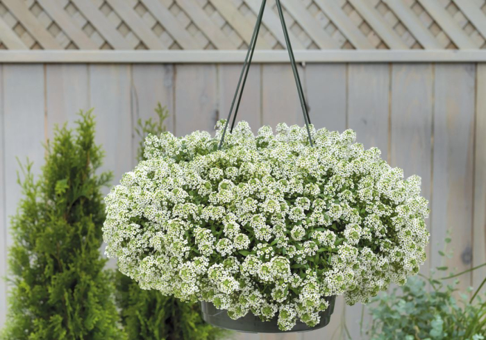 Seminte Flori Lobularia Maritima Alb 1g Kertimag - Alyssum Parfum de Miere [2]