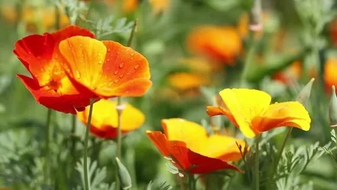 Seminte Flori Mac de Gradina California Amestec de Culori Kertimag 1g, Planta Anuala Rezistenta la Seceta [4]