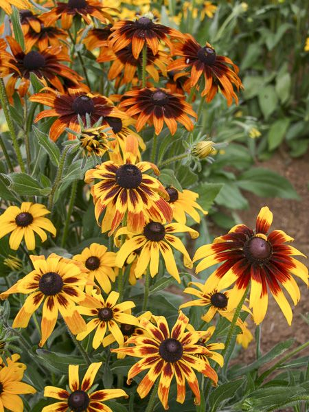 Seminte Flori Marita-ma-mama Rudbeckia Hirta 1g Kertimag - Gloriosa Daisies [3]