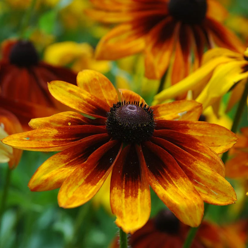Seminte Flori Marita-ma-mama Rudbeckia Hirta 1g Kertimag - Gloriosa Daisies [2]