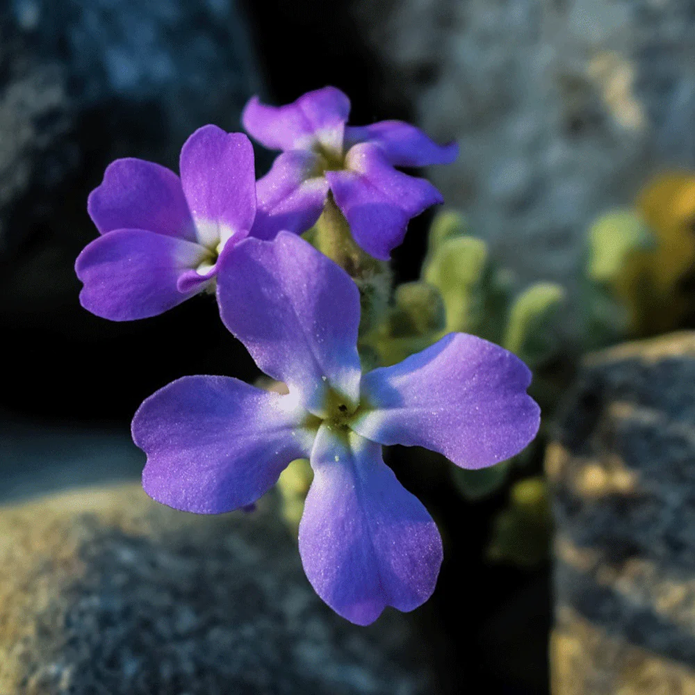 Seminte Flori Micsunele Mov de Noapte 1g Kertimag - Parfum Hipnotic de Seara [2]