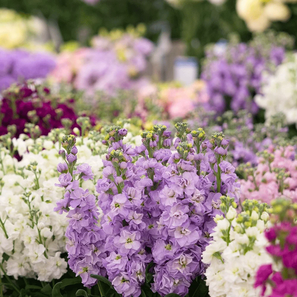 Seminte Flori Mixandre Amestec de Culori 0.5g Kertimag - Parfum Retro de Gradina [2]