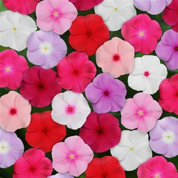 Seminte Flori Vinca Amestec de Culori Kertimag 0.25g, Planta Anuala Rezistenta la Soare si Canicula [2]