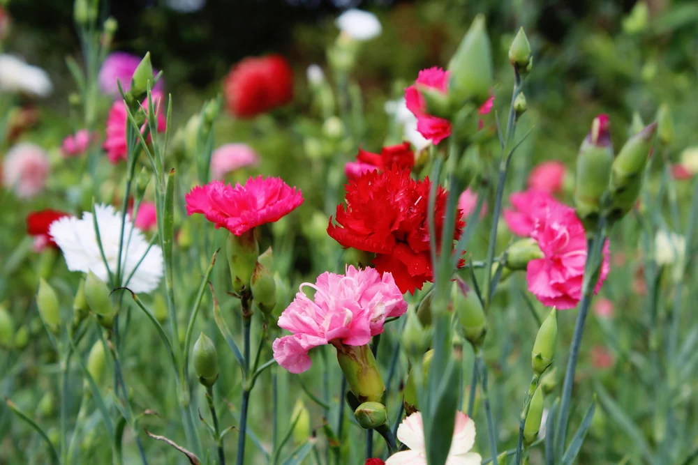 Seminte Garoafa de Gradina Grenadin 0.25g Kertimag - Flori Parfumate si Elegante [2]