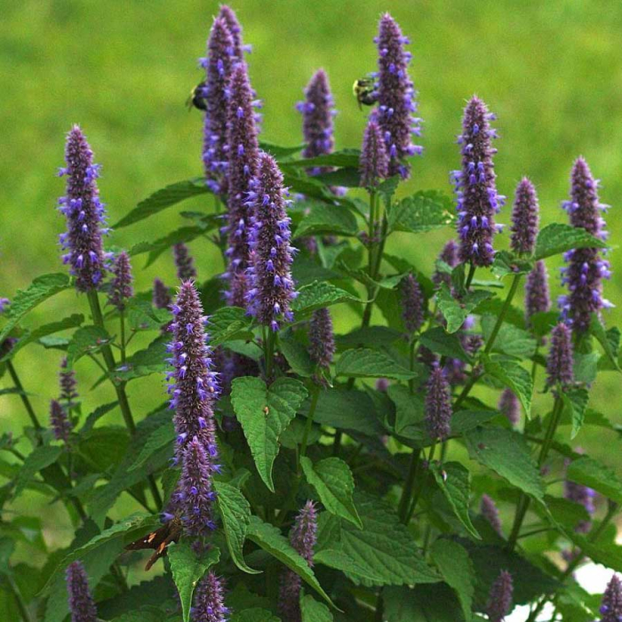 Seminte Isop 1g Kertimag - Planta Aromatica, Medicinala si Melifera Perena [2]