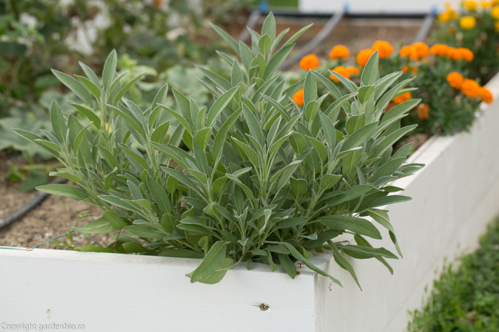 Seminte Jales de gradina Salvie 1g Kertimag - Planta Aromatica si Medicinala Perena [4]