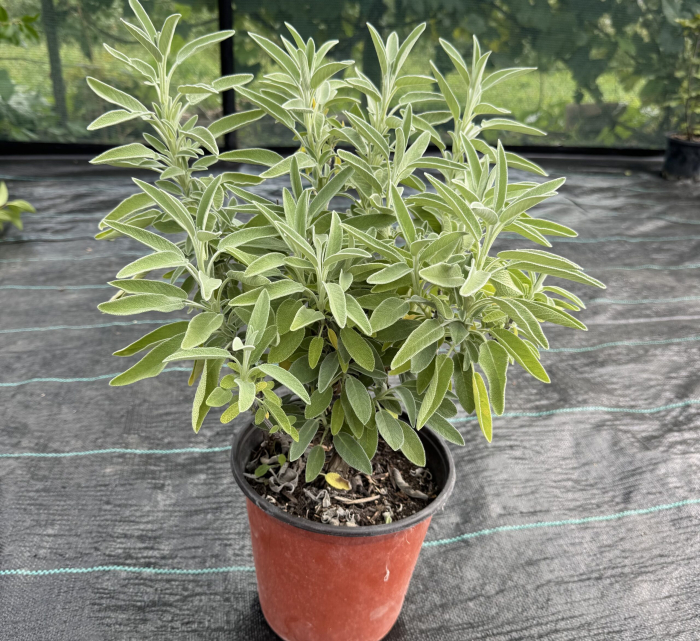 Seminte Jales de gradina Salvie 1g Kertimag - Planta Aromatica si Medicinala Perena [3]