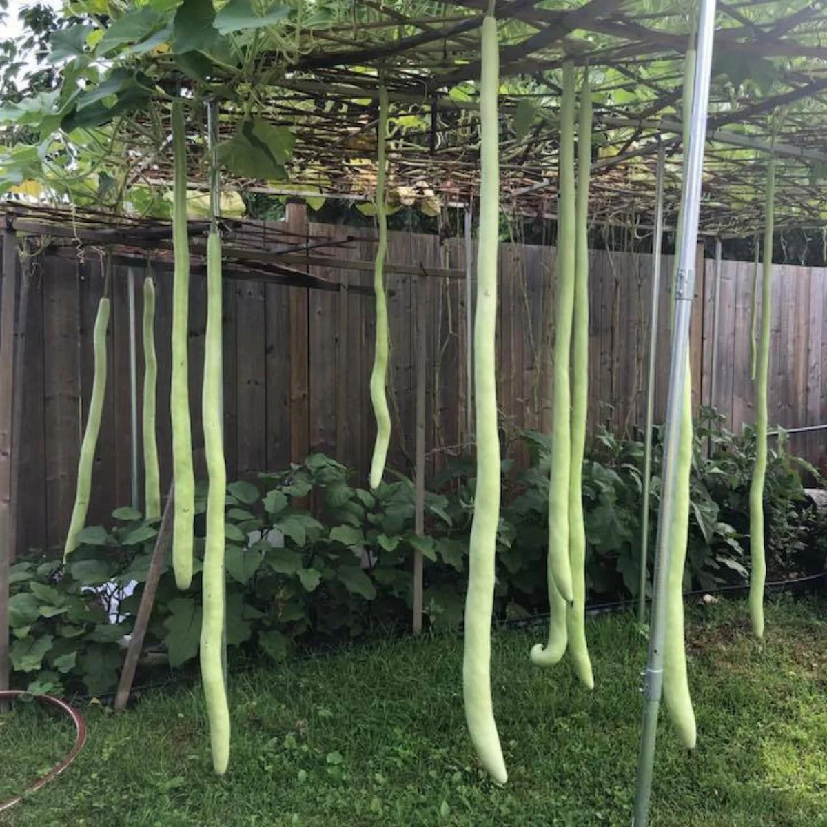 Seminte Lagenaria Tigva 1.5g Kertimag - Dovleac Ornamental pentru Decoratiuni si Artizanat [2]