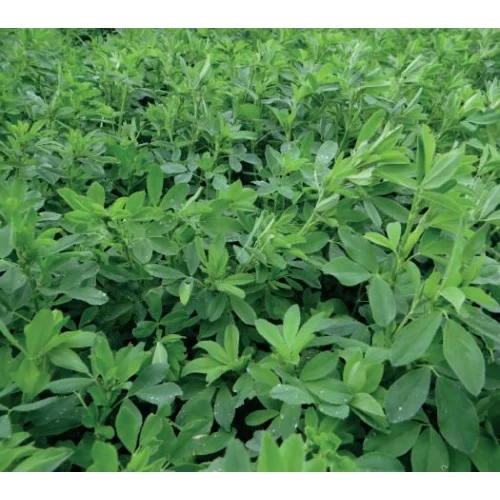 Seminte Lucerna GEA Pura Sac 10kg - Furaj Premium din Genetica Italiana de Inalta Productivitate [2]