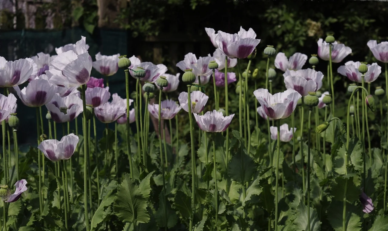 Seminte Mac Albastru Kek Duna 2.5g Kertimag - Soi Productiv pentru Consum alimentar [3]