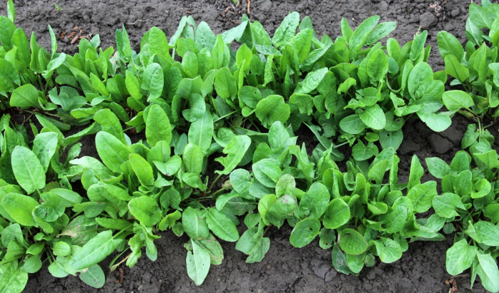 Seminte Macris Palaggi, Plic 3g, Planta Perena Rezistenta, Kertimag [5]