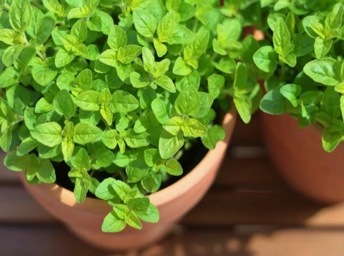 Seminte Magheran 0.5g Kertimag - Planta Aromatica si Medicinala pentru Gradina si Balcon [2]