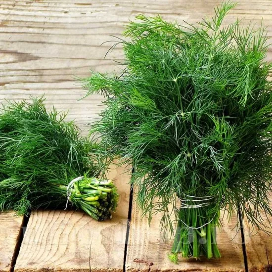 Seminte Marar Prima Sementi 2g - Aromatic si Usor de Cultivat [4]