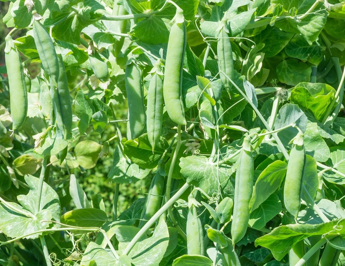 Seminte Mazare de Gradina Inalta Alderman 50g Agrosem - Productie Record [3]