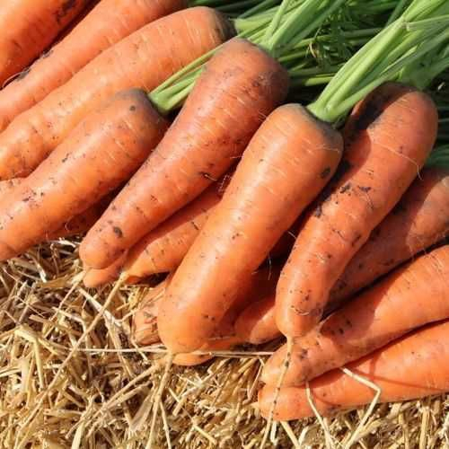 Seminte Morcov Chantenay 4g Kertimag - Soi Scurt si Gros pentru Soluri Grele [2]