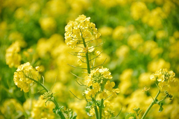 Seminte Mustar Alb Sinapis Alba 50g Kertimag - Condiment si Ingrasamant Verde [2]