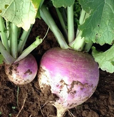 Seminte Napi de Miriste Lila, Pachet 50g, Radacini Gustoase de Toamna, Kertimag [3]