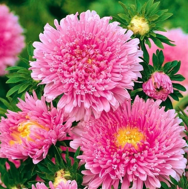 Seminte Ochiul Boului Prinzess Roz, Plic 1g, Flori de Vara si Toamna, Kertimag [2]