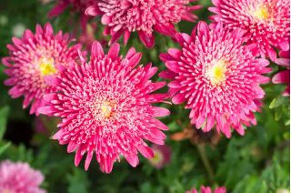 Seminte Ochiul Boului Prinzess Roz, Plic 1g, Flori de Vara si Toamna, Kertimag [3]