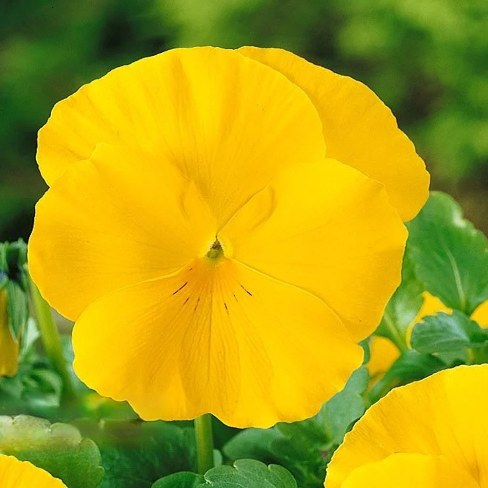 Seminte Panselute Galbene (Viola wittrockiana), 0.25 g, Kertimag, Flori de Primavara [3]