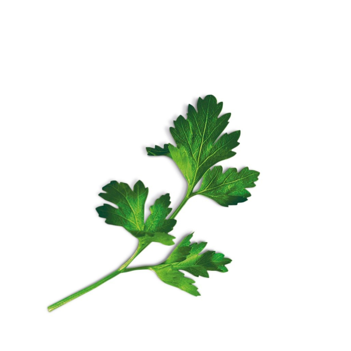 Seminte Patrunjel de Frunze pe Disc, Pachet 2 Discuri, Crestere Rapida in Ghiveci, Kertimag [4]