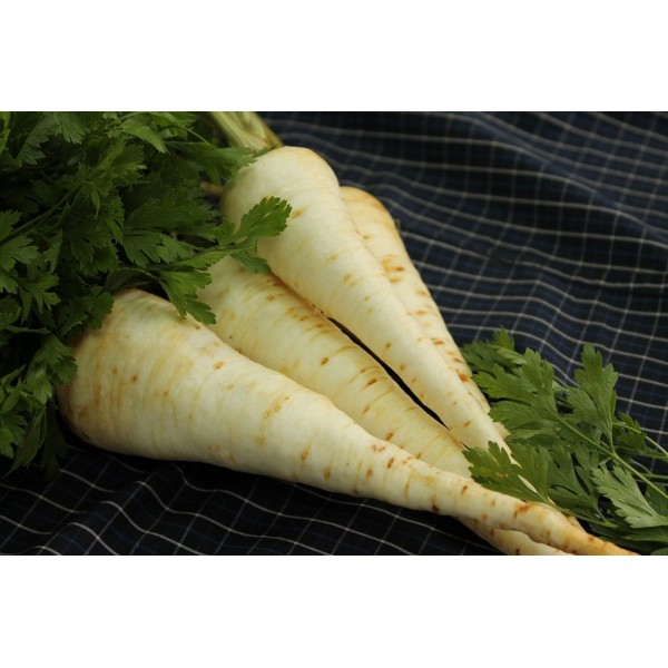 Seminte Patrunjel de radacina Alba 20g Agrosem - Radacini Albe si Aromate [3]