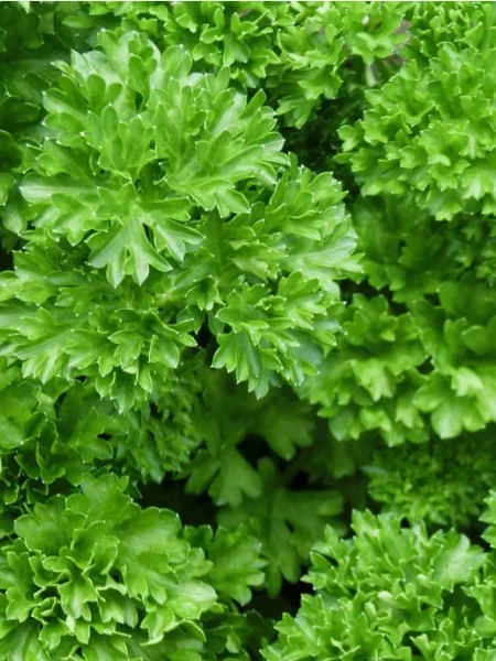 Seminte Patrunjel Frunza Cret 30g Agrosem - Decorativ si Aromat pentru Bucataria Ta [2]