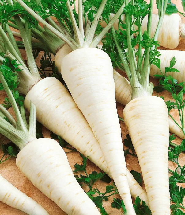 Seminte Patrunjel Radacina Bardowicker 30g Agrosem - Productivitate si Aroma Puternica [2]