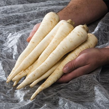 Seminte Patrunjel Semilung 420 sem Kertimag - Radacina Aromata si Productiva [3]