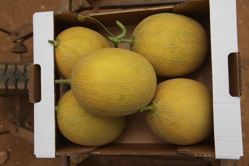 Seminte Pepene galben Ananas 2g Agrosem - Aroma Intensa si Pulpa Suculenta [3]