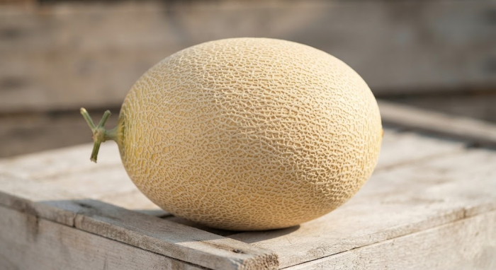 Seminte Pepene Galben Ananas F1 2g - Hibrid Tip Ananas Foarte Dulce si Parfumat [3]