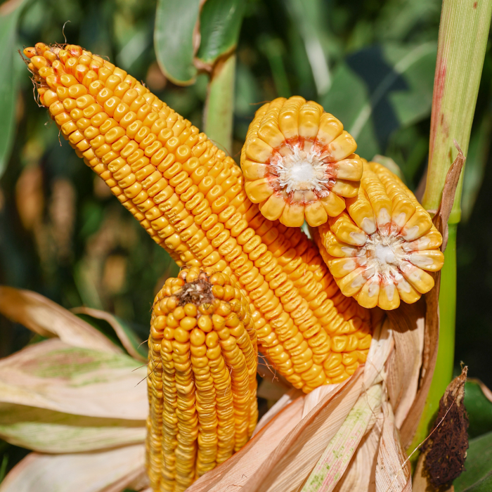 Seminte Porumb KWS Hypolito, FAO 350, Tratament Initio, Sac 50.000 Boabe, Potential Ridicat de Productie [3]