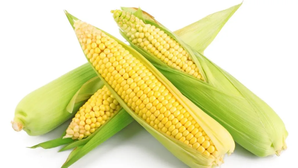 Seminte Porumb Zaharat Deliciosul 100g Agrosem - Dulce, Fraged si Satios [2]